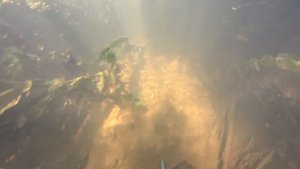 Подводная охота. В погоне за голавлем. Вожа