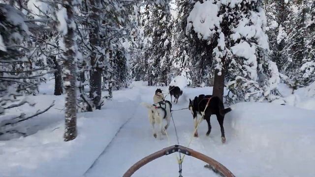 Snowdog 2 смотреть онлайн