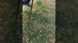 Вызываем Джека воробья