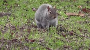 Panasonic HDC-SD60 test with a squirrel