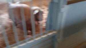 Новый свинарник.Маточник