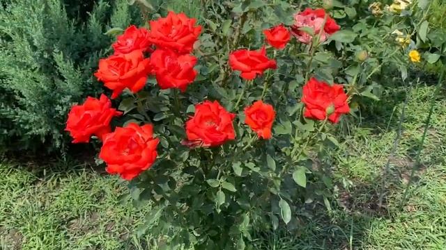 Роза чайно - гибридная Лидка смотреть онлайн