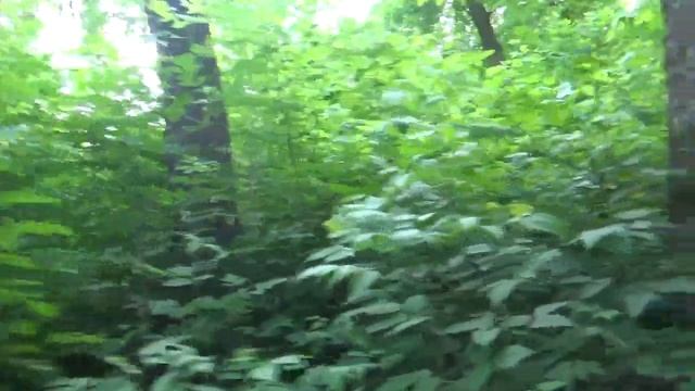 Завидую Лене Хэппи/Возможности Флориды: ожидания и реальность смотреть онлайн