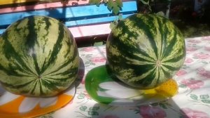 КАК РАЗЛИЧИТЬ АРБУЗ ДЕВОЧКА ОТ МАЛЬЧИКА!?❤