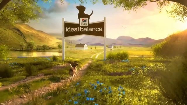 Hill's Ideal Balance - Canine смотреть онлайн