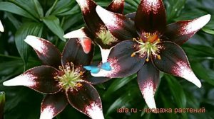 Лилия азиатская (lilium asiatic netty's pride) ? азиатская лилия обзор: как сажать, луковицы лилии
