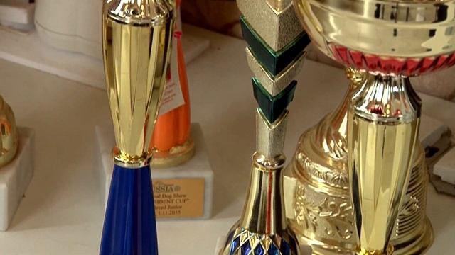 Тибетские мастифы. Питомник "Наследие Тибета"/ Kennel Tibetan mastiffs смотреть онлайн