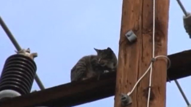 Неубиваемая кошка! 