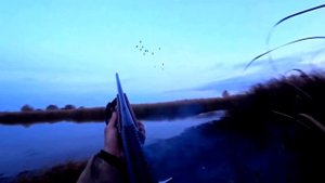 Осенняя охота на утку с подхода с собакой, Русский спаниель и чирок!