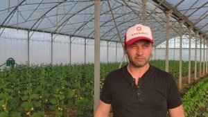 Вянут томаты в теплице. НЕ САЖАЙ ПОМИДОРЫ, ПОКА НЕ ПОСМОТРЕЛ ЭТО ВИДЕО