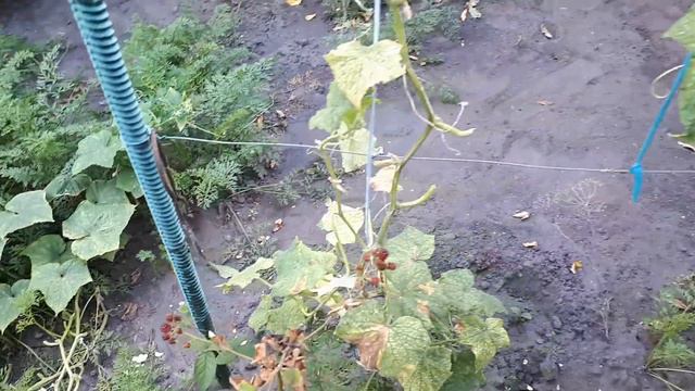 ЦВЕТЫ ПРОЩААЮТСЯ С ЛЕТОМ смотреть онлайн