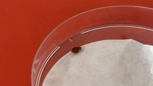 Чемеричная вода против клопов (эксперимент)