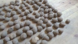 Купили семенной картофель. Сорт "Аврора"