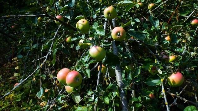 Истории из жизни. Добрые поступки, спасение животных, добрые люди, доброе дело, девушка спасла щенк смотреть онлайн