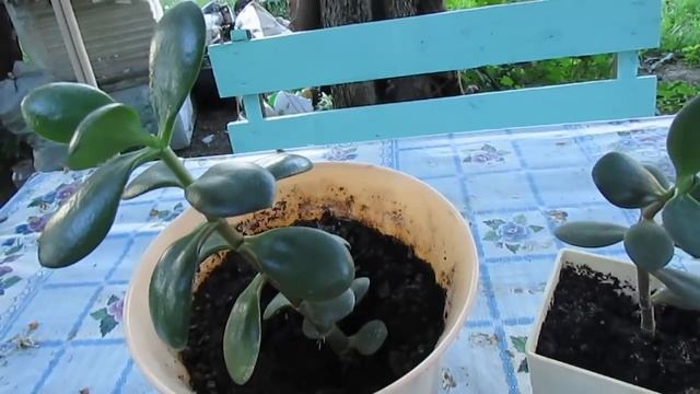 КАК НЕЛЬЗЯ САЖАТЬ ДЕНЕЖНОЕ ДЕРЕВО . смотреть онлайн