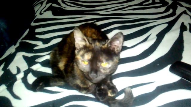 Тяжело быть кошкой))) смотреть онлайн