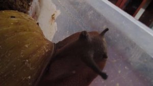 Архахатина  маргината вар.Иктерика