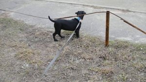 Паттердейл терьер Спарта 3.5 мес(2)