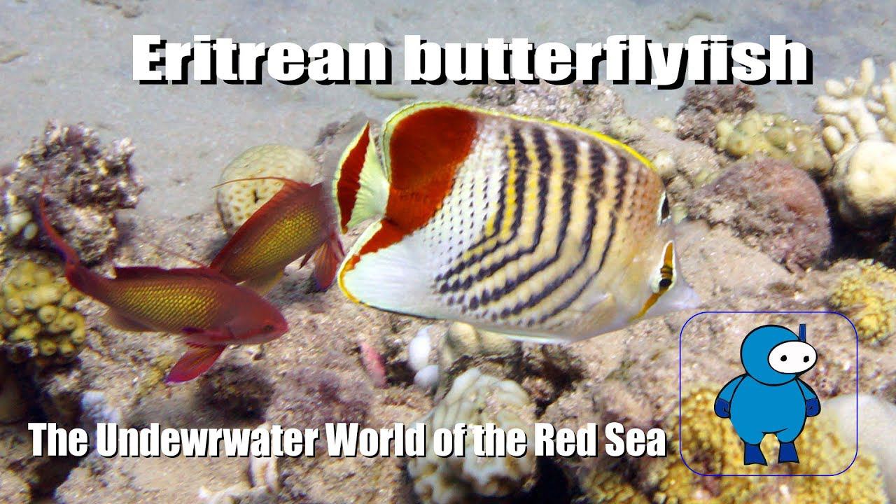 Eritrean butterflyfish. Рыба бабочка. Подводный мир Красного моря. Дайвинг в Египте смотреть онлайн