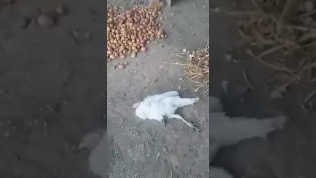 Пьяные куры.