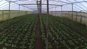 отопление теплицы дровами