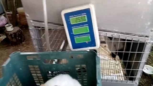 Сколько весят кролики разных пород при откорме на комбикорме. Чем лучше кормить кроликов. смотреть онлайн