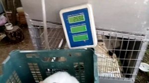 Сколько весят кролики разных пород при откорме на комбикорме. Чем лучше кормить кроликов.