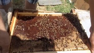 Безрасплодные отводки нуклеусы на полную рамку