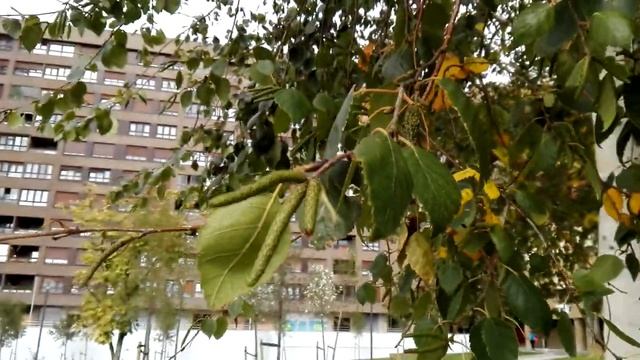 Betula pendula (Common Birch)