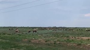 Большое путешествие с прицепом дача/ Калмыкия/ Элиста/ бомжуем по России/