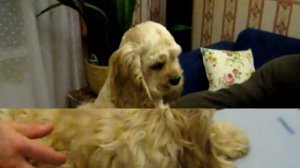 стрижка кокер-спаниеля №1-зоосалон БАЛОВЕНЬ