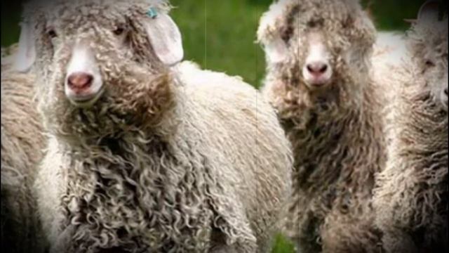 Ангорская порода коз лидер шерстяного производства смотреть онлайн