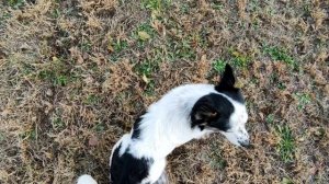 Мотоблок с адаптером. Фреза. Оборотный плуг. Фрезеруем. Пашем.