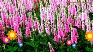 Вероника гибридная Пинк маршмеллоу. Краткий обзор veronica hybrid pink marshmallow Pink Marshmallow