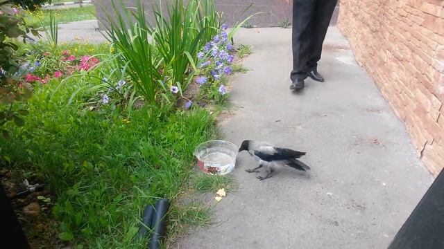 Ручная ворона смотреть онлайн