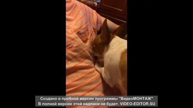 ПРИКОЛ! ЧИХУА ХУА ДОСТАЕТ ИЗ КАРМАНА ПЕЧЕНЬЕ !!))))) смотреть онлайн