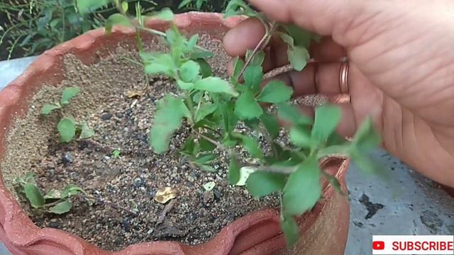 சர்க்கரை நோயாளிகள் இனி இதை பயன்படுத்துங்கள்||சீனி துளசி பயன்கள் || Stevia Rebaudiana смотреть онлайн