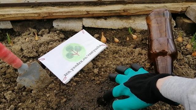 Ранняя посадка огурцов под бутылки