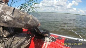 Карась, Сазан, Язь на Кожурле