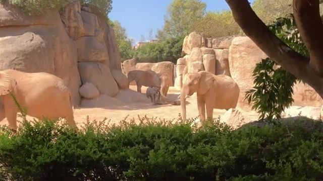 # 405 Valencia. Bioparc. Биопарк. Валенсия. Места Для Посещения В Валенсии. Биопарк Валенсии