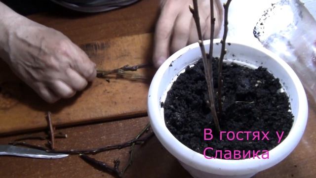 Черенки.Размножения Плодовых Деревьев Черенками.Супер Способ.