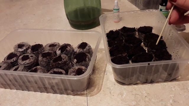 Эустома. Посев в таблетки😄😉 смотреть онлайн