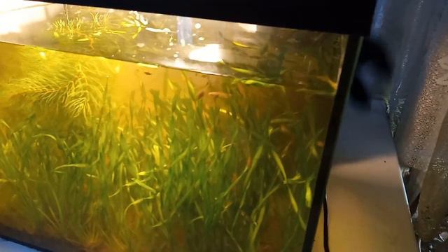 Зелёный аквариум смотреть онлайн