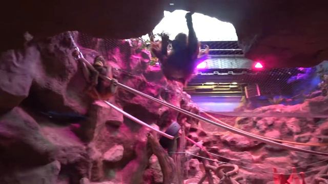 VLOG: Развлечение. Экзопарк. Забавные животные. смотреть онлайн