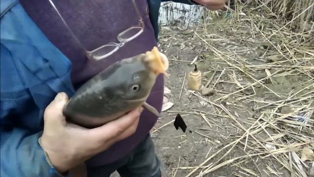 Удачная рыбалка - Ловля карпа (поздней осенью). Рыбалка. Новоселовка.