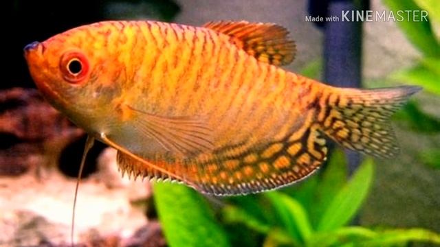 ГУРАМИ ЗОЛОТОЙОБЗОР