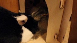 Дык жрётЬ Спортика. Заяц vs кролика, или не совсем? =)