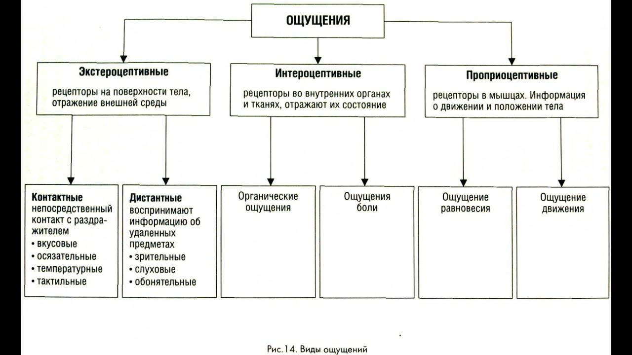 8. Ощущения, их виды и связь с материальным миром. ГОСЫ по психологии. Общая психология