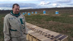 Пчёлы карпатка