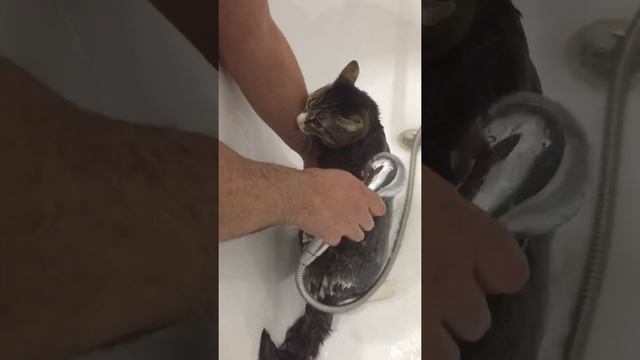 Кот купается смотреть онлайн